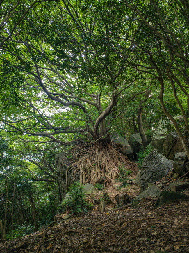 ラピュタの木っぽいわ。行ったらめっちゃ大きかった