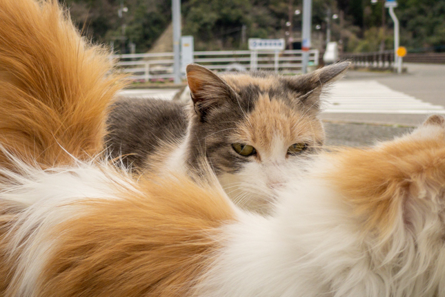 崎津集落の猫