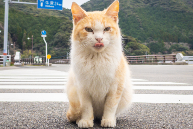 崎津の猫（思ったより多い）