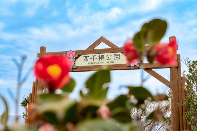 西平椿公園（道が悪い）